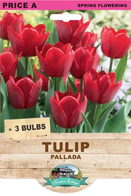 Вирощування тюльпанів. Тюльпани Палада. Tulips Pallada / Выращивание  тюльпанов. - YouTube