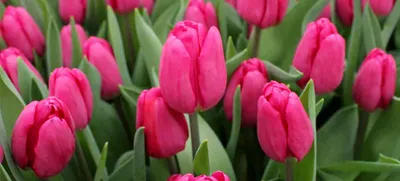 Red Tulips, Tulipa \"Pallada\" flower bed Stock Photo - Alamy