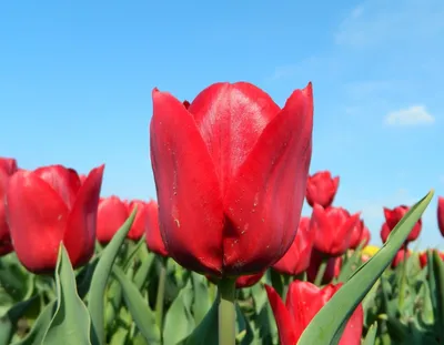 Tulip Red 30 gr Extra - FMI Farms