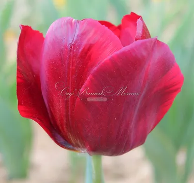 Red Triumph tulips (Tulipa) Pallada bloom in a garden in March Stock Photo  - Alamy