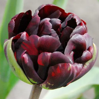 Тюльпан вальдивия (40 фото) - 40 фото