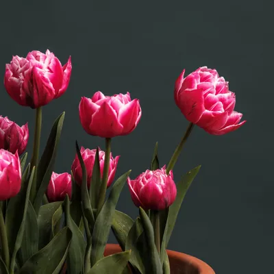 Tulipa ´Pallada´ , Tulipán, bal. 5 ks, 12+