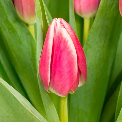 Tulipa, triumfa Pallada | Sīpolpuķes | Onava.lv