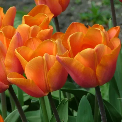 Triumph-Tulpe Pallada Tulipa Zwiebeln kaufen