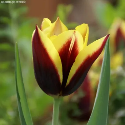 Red Triumph tulips (Tulipa) Pallada bloom in a garden in March Stock Photo  - Alamy