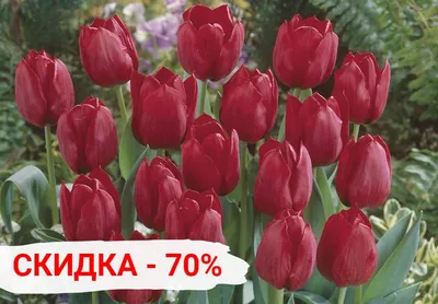 Луковица тюльпана Фулл Хаус фото и описание сорта 🌱 купить луковица  тюльпана Фулл Хаус почтой недорого в Москве
