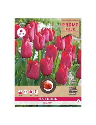 Как купить луковицы тюльпанов дешево? - «Блог Флориум.юа» 2024