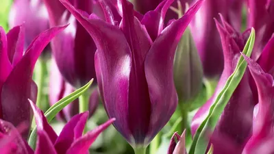 Tulipa ´Pallada´ , Tulipán, bal. 5 ks, 12+