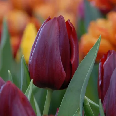 Тюльпан Паллада (Tulipa Pallada) - Тюльпаны Триумф - Тюльпаны - Луковичные  - Каталог - Kamelia-gardens.ru