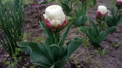 Профессиональный садовод поделился секретами выращивания мороженого на  клумбе: тюльпан Пломбир Айскрим | КЛУМБА И ТЯПКА | Дзен