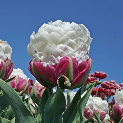 Луковицы Тюльпанов Сорта Пломбир – купить в интернет-магазине OZON по  низкой цене