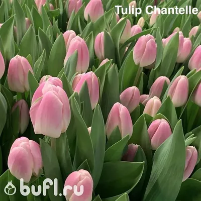 Тюльпан Ice Cream (луковицы) | bufl.ru | Тюльпаны, Цветы, Нарциссы
