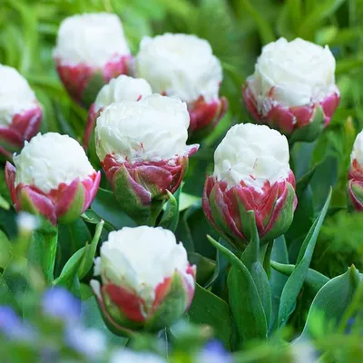 mydayflowersspb - Я очень люблю тюльпаны пломбир. Похожи на  мороженое🌞💐🌿🌺🌿 . Для заказа пишите в Директ или в WhatsApp ☎  +79013016636 | Facebook