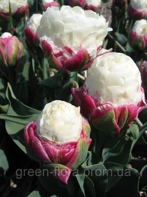 Голодный муж - Необычные тюльпаны сорта Пломбир | Facebook