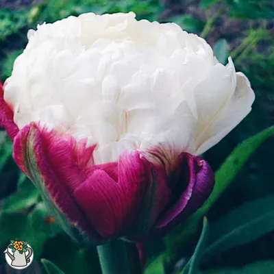 ФотоШедевры - Необычные тюльпаны сорта Пломбир | Facebook