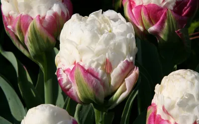 Купить Букет из 25 тюльпанов в оформлении model №561 в Новосибирске