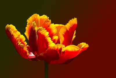 Тюльпан Блэк Пэррот, что переводится как Черный Попугай | Луковичные цветы,  Идеи посадки растений, Тюльпаны