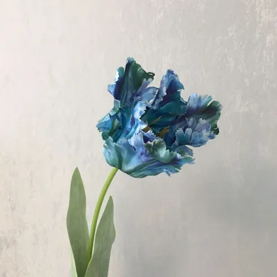 Тюльпан «Синий попугай» | Сады и цветы | Дзен