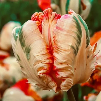 Купить цифровую версию картины: Пьер-Жозеф Редуте - Тюльпан Гесснера или  тюльпан-попугай. \"Выбор самых красивых цветов\", Бостон | Артхив