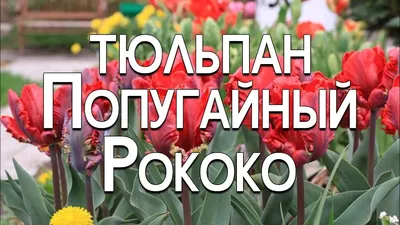 Тюльпан рококо стоковое фото. изображение насчитывающей съемка - 108474738