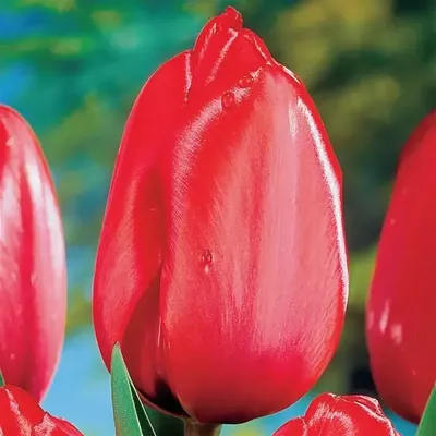 Купить Луковицы тюльпанов Roman Empire (шт) - Тюльпаны к 8 марта 2022г -  БотаникШоп Смоленск
