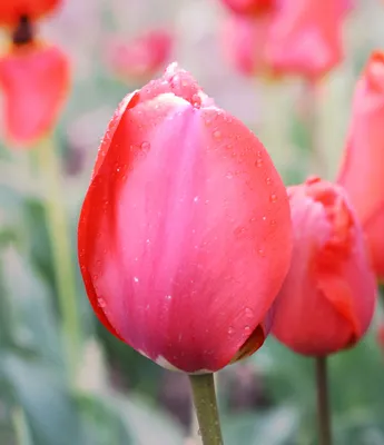 Тюльпан Стреза (Tulipa Stresa) купить луковицы в Москве по низкой цене,  доставка почтой по всей России | Интернет-магазин Подворье