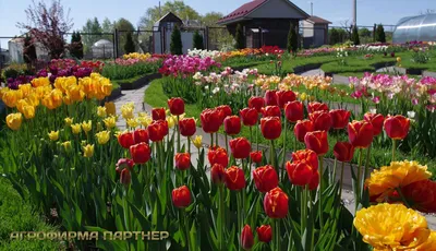 Красные тюльпаны купить луковицы в Москве и области в магазине Эксперт Сад