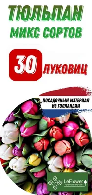 Тюльпан Континентал (Tulipa Continental) купить луковицы в Москве по низкой  цене, доставка почтой по всей России | Интернет-магазин Подворье