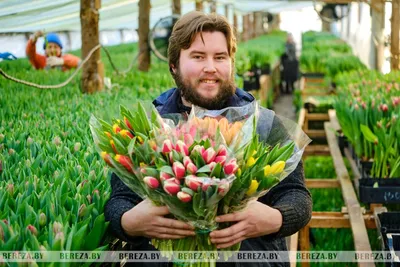 Купить тюльпаны оптом в Харькове - Цветы в Харькове, роза, альстромерия,  саженцы роз -