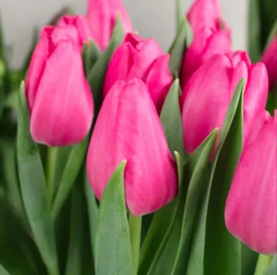В Березовском районе к праздникам вырастили 1,5 миллиона тюльпанов