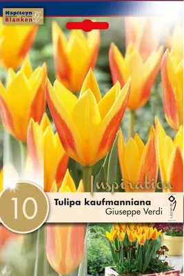 💥А у нас новое поступление тюльпанов!🌷🌷🌷 Спешите скорее делать заказы…  | Семена Партнер | Дзен