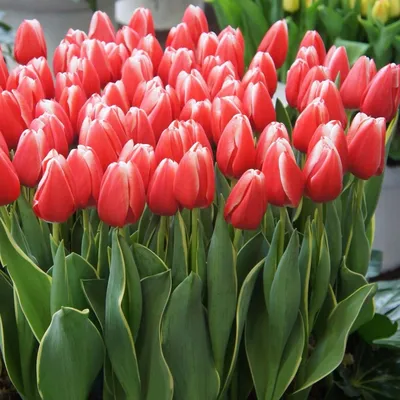 Таков путь... В Березовском районе к праздникам вырастили 1,5 миллиона  тюльпанов