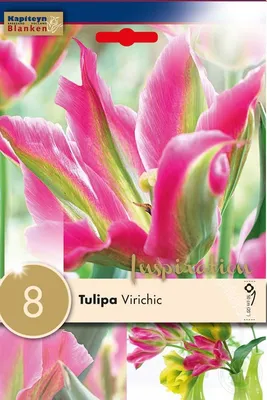 Купить тюльпаны оптом в Харькове - Цветы в Харькове, роза, альстромерия,  саженцы роз -