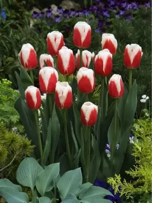 Купить тюльпаны красно белые в розницу в Москве