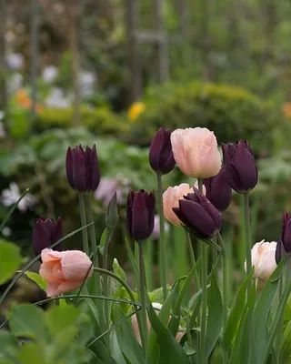 Photo of the entire plant of Tulip (Tulipa 'Ronaldo') posted by Joy -  Garden.org