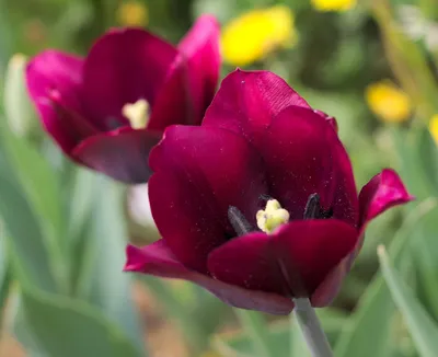 Dark red Triumph tulips (Tulipa) Ronaldo bloom in a garden in April Stock  Photo - Alamy