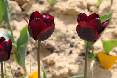 Тюльпан 'Роналдо' — Растения Оптовая FlorAccess