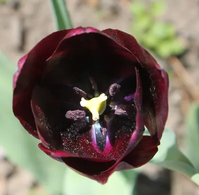 Dark red Triumph tulips (Tulipa) Ronaldo bloom in a garden in April Stock  Photo - Alamy