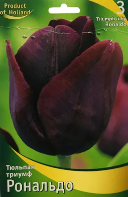tulipa ronaldo,tulipa paul scherer,tulip ronaldo,tulip paul scherer,deep  purple,maroon,purple,mix,mixed tulip display,mixed tulips,spring garden,RM  Fl Stock Photo - Alamy