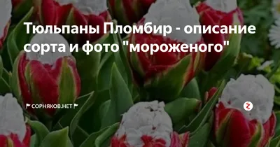 Тюльпан - \"Пломбир\" | Тюльпан сорта \"Айс Крим\" — одна из самых удивительных  и красивых разновидностей этих цветов. Мороженым его прозвали по понятным  причинам: очень уж он, с... | By Flower Power.