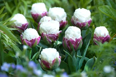 Всё тюльпанах :: Flower Bazar