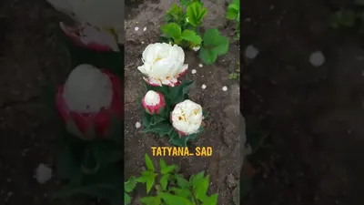 Тюльпан белый поштучно | купить недорого тюльпаны в розницу | доставка по  Москве и области