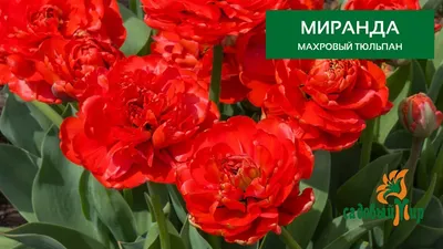 Всё тюльпанах :: Flower Bazar