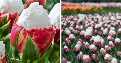 Всё тюльпанах :: Flower Bazar