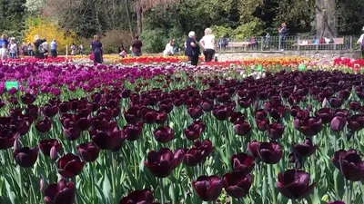 Всё тюльпанах :: Flower Bazar