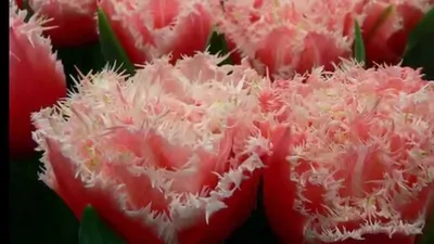 Всё тюльпанах :: Flower Bazar