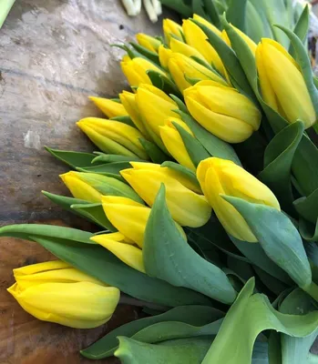 Tulipa Triumph 'Strong Gold' Tulip from ADR Bulbs