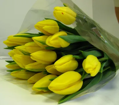 Тюльпан Strong Gold желтый купить оптом в минске 2 сорт и высший сорт:  продажа, цена в Иваново. Живые цветы и букеты от \"ИП Устимчук И.С.\" -  73964830