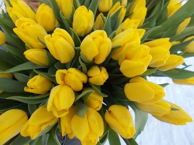 Тюльпан Стронг Голд Tulipa Strong Gold оптом: купить в Москве от  производителя - питомника ЦветКом