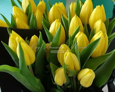 Тюльпан Стронг Голд (Tulipa Strong Gold) купить луковицы в Москве по низкой  цене, доставка почтой по всей России | Интернет-магазин Подворье